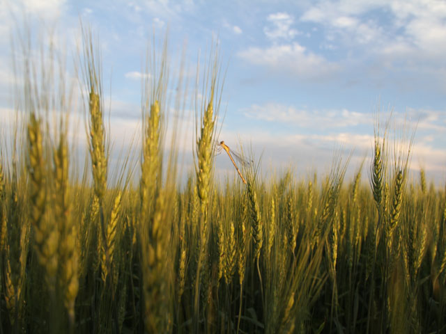 Farmers outside of Oregon filed lawsuits arguing the Roundup-Ready wheat discovery on a farm in Oregon hurt wheat exports and prices for all wheat farmers. (DTN file photo by Elaine Shein)